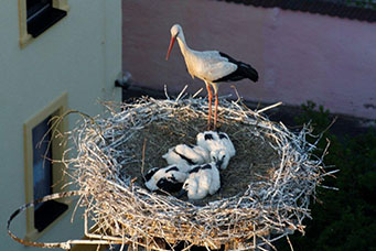 Storch mit Storchenjungen im Nest